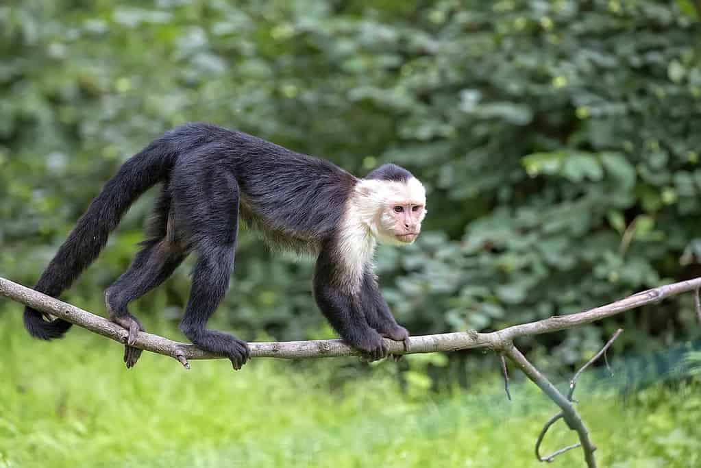 White-throated Capuchin in the wild