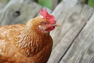Golden Comet Chicken: Characteristics, Egg Production, Price, and More! Picture