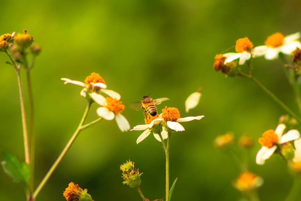 Florida wildflowers with honeybee