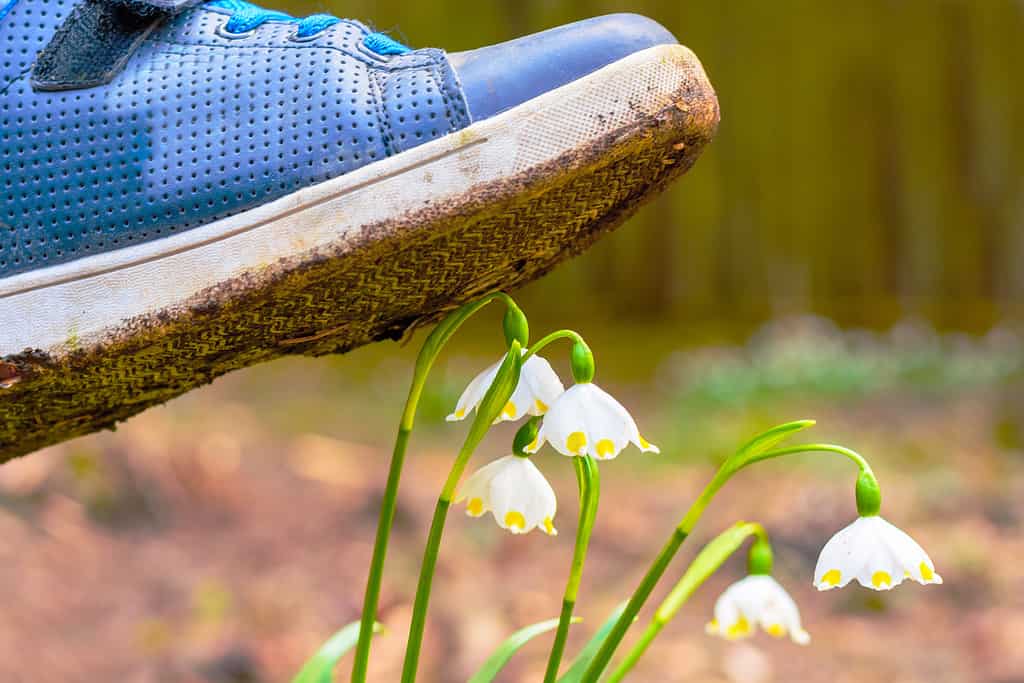 Shoe treading on a flower in grass