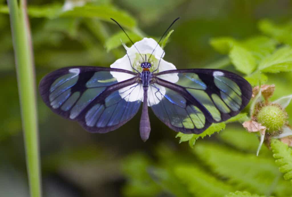 Glasswing butterfly, Greta Oto