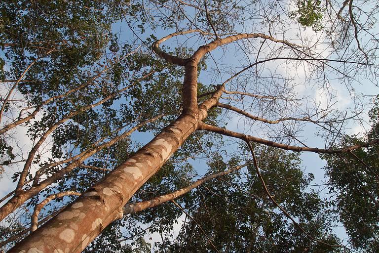 Rubber tree. Hevea brasiliensis.
