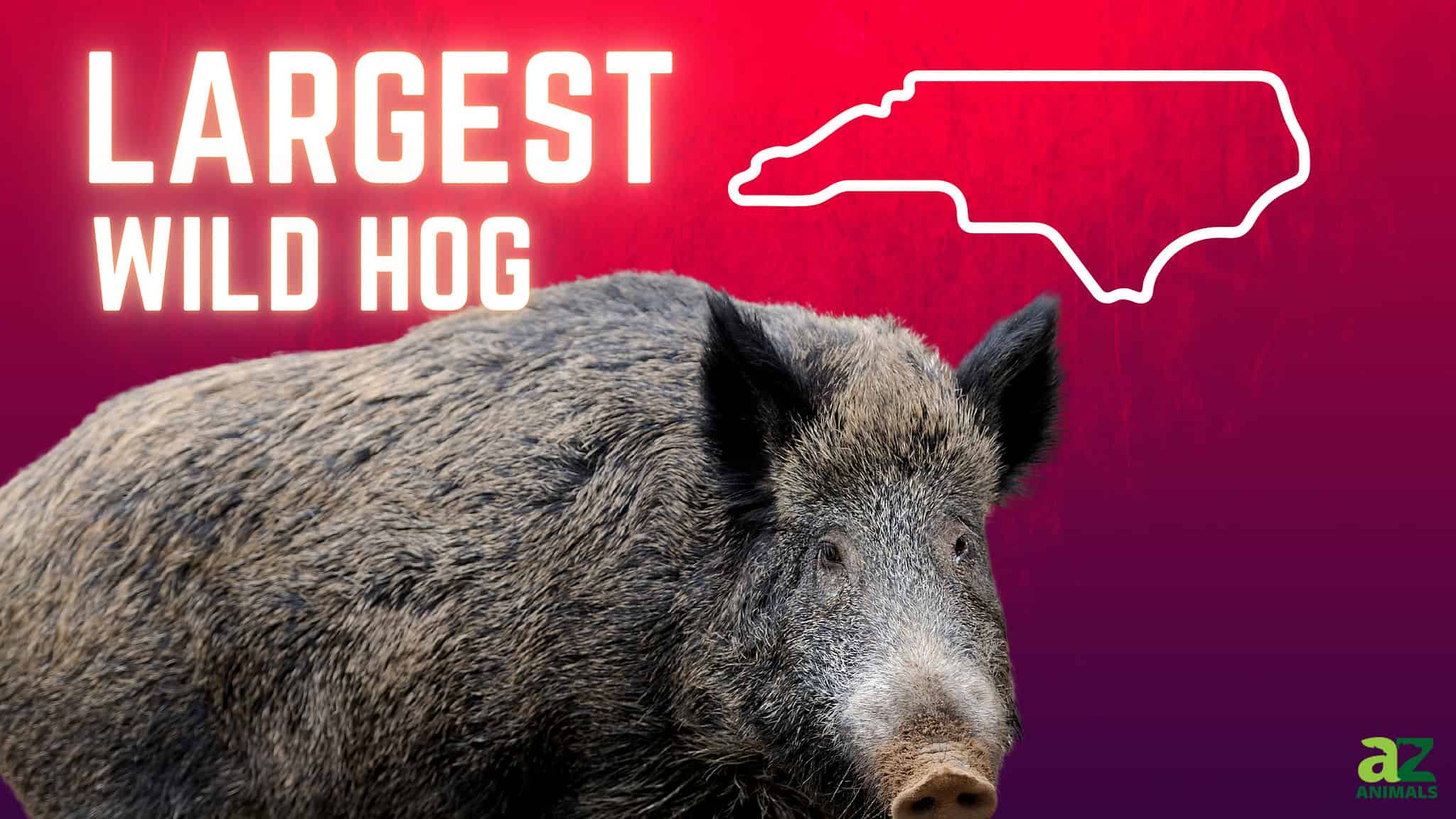 The Largest Wild Hog Ever Caught in North Carolina - A-Z Animals