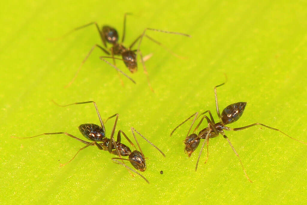 Longhorn crazy ant (Paratrechina longicornis)