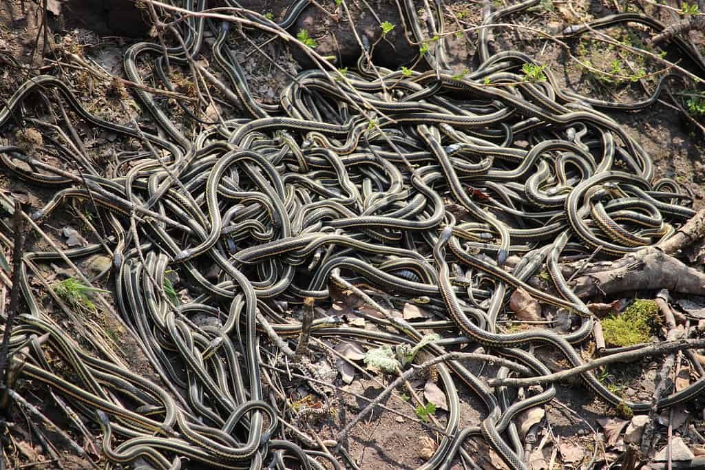 Snake den