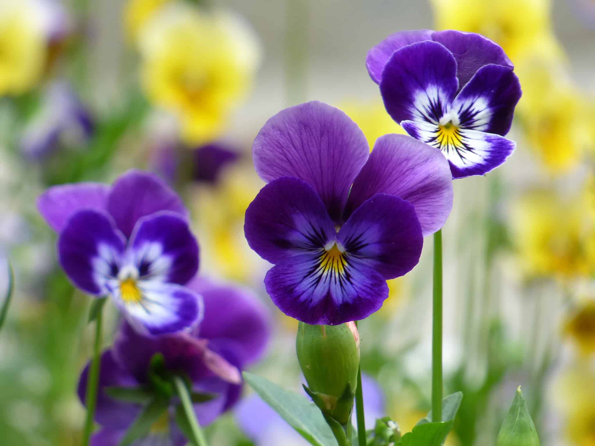 February Birth Flowers: Symbolism and Meaning of Violets and Primroses