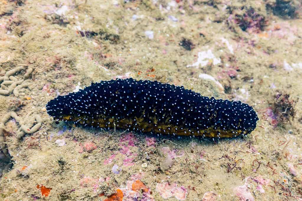 Black sea cucumber on the bottom of ocean floor. 
