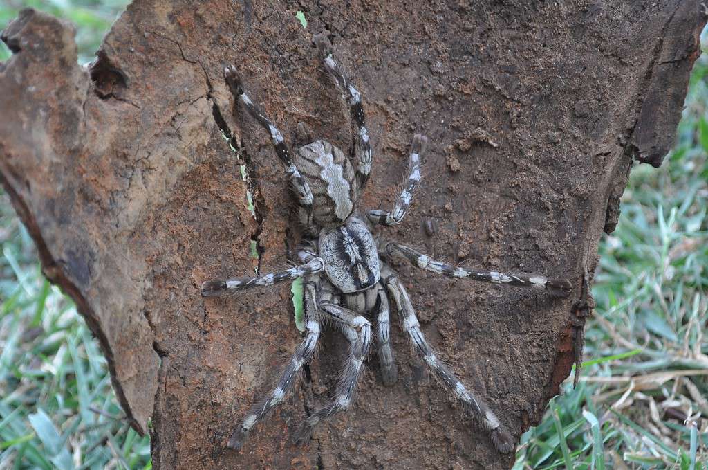 Sri Lanka Tarantula (Poecilotheria rajaei) is newly discovered
