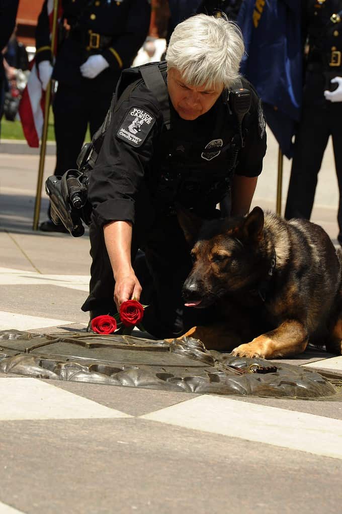 During the first annual Police K-9 Memorial Service, held May 11, 2018 at the National Law Enforcement Officers Memorial in Washington, D.C., Montgomery County (Maryland) Police Sgt. Mary David and her dog, Sonic, place a rose at the memorial in honor of fallen police K-9s.