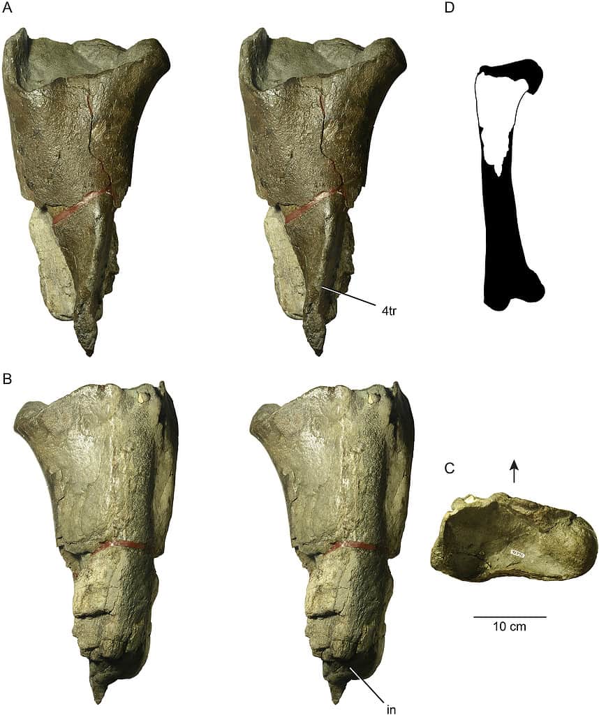 The proximal femur of a large theropod dinosaur from Washington State.Stereopairs of UWBM 95770 in posterior (A), anterior (B) view. Proximal view (C) of UWBM 95770, with arrow indicating anterior direction. Silhouette of complete theropod femur (D) based on the tyrannosaurid Daspletosaurus torosus (TMP 2001.36.01), with corresponding portion of UWBM 95770 highlighted.