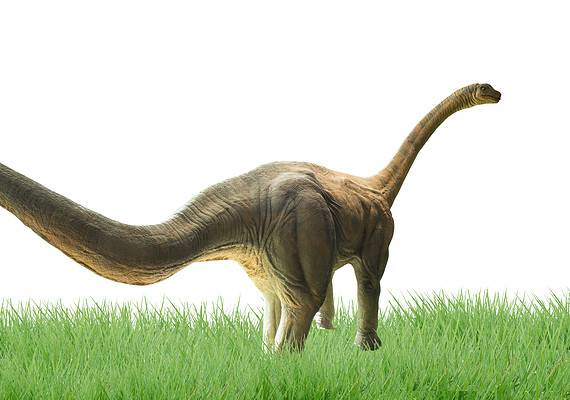 Discover the 11 Dinosaurs That Start with Q - A-Z Animals