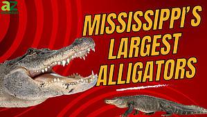 The 5 Largest Alligators Ever Found in Mississippi Picture