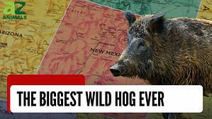 The Largest Wild Hog Ever Caught in New Mexico photo