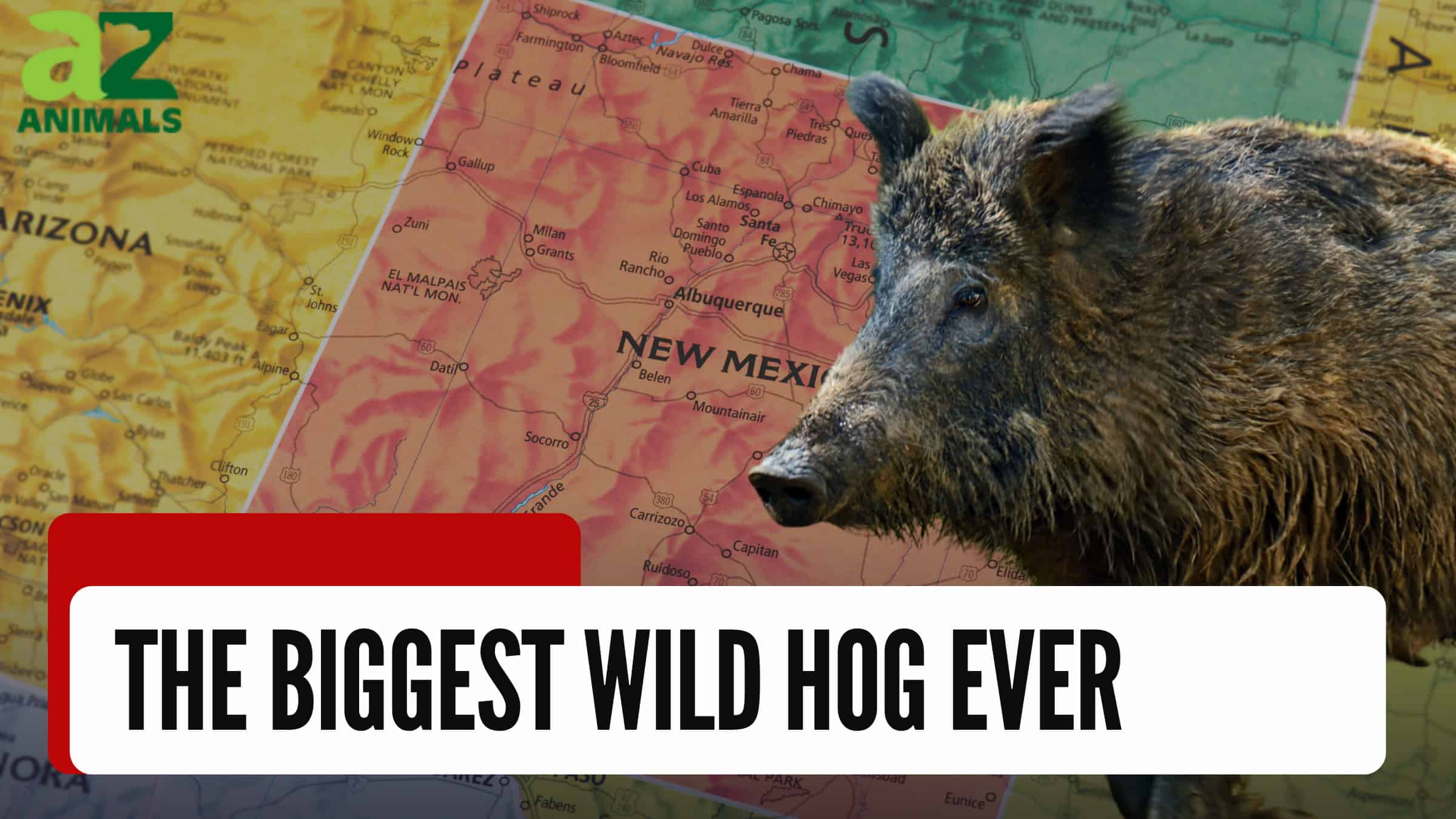 NM's Largest Hog