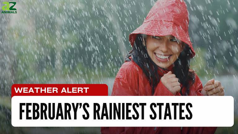Rain in Feb