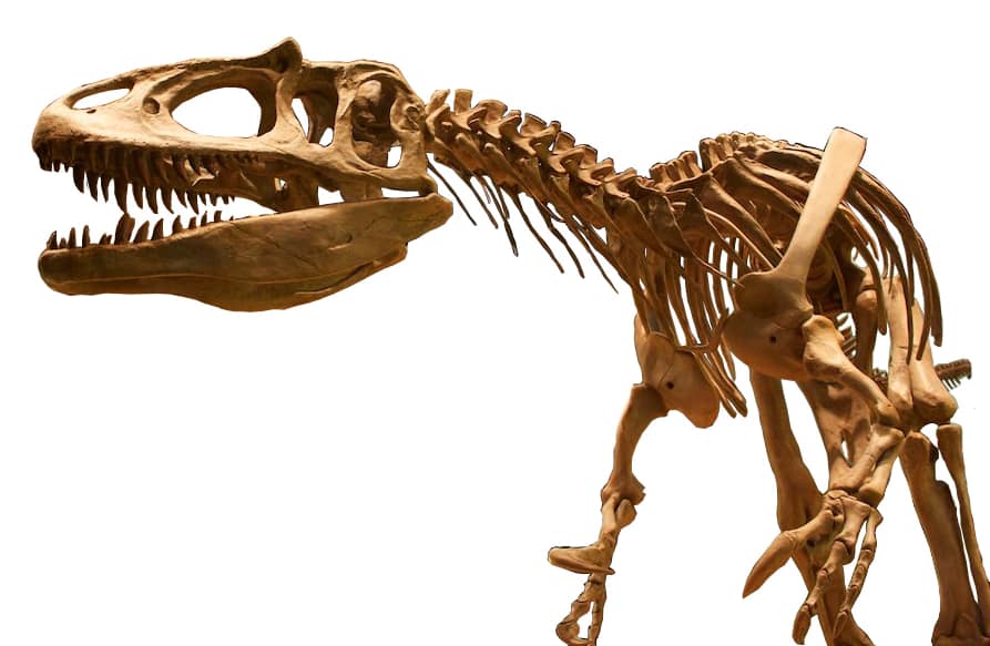Saurophaganax skeleton