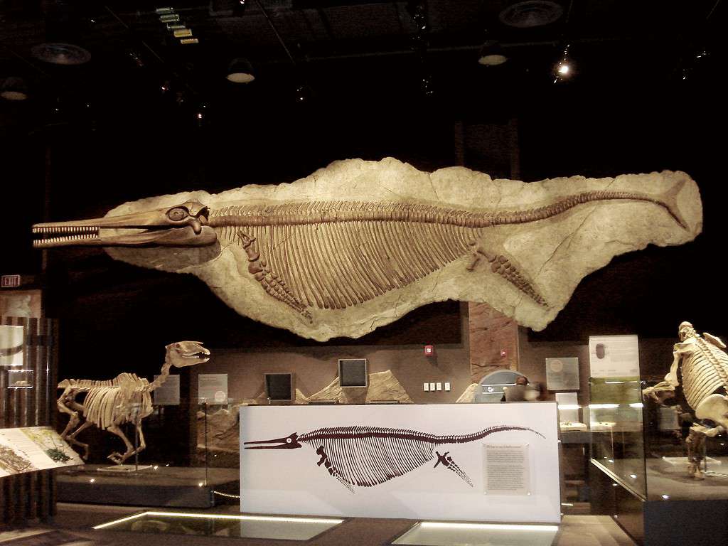 Skeleton of the giant Triassic ichthyosaur Shonisaurus popularis, Nevada's state fossil, Nevada State Museum, Las Vegas, Nevada.