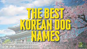 The 231 Best Korean Dog Names and Their Meanings Picture
