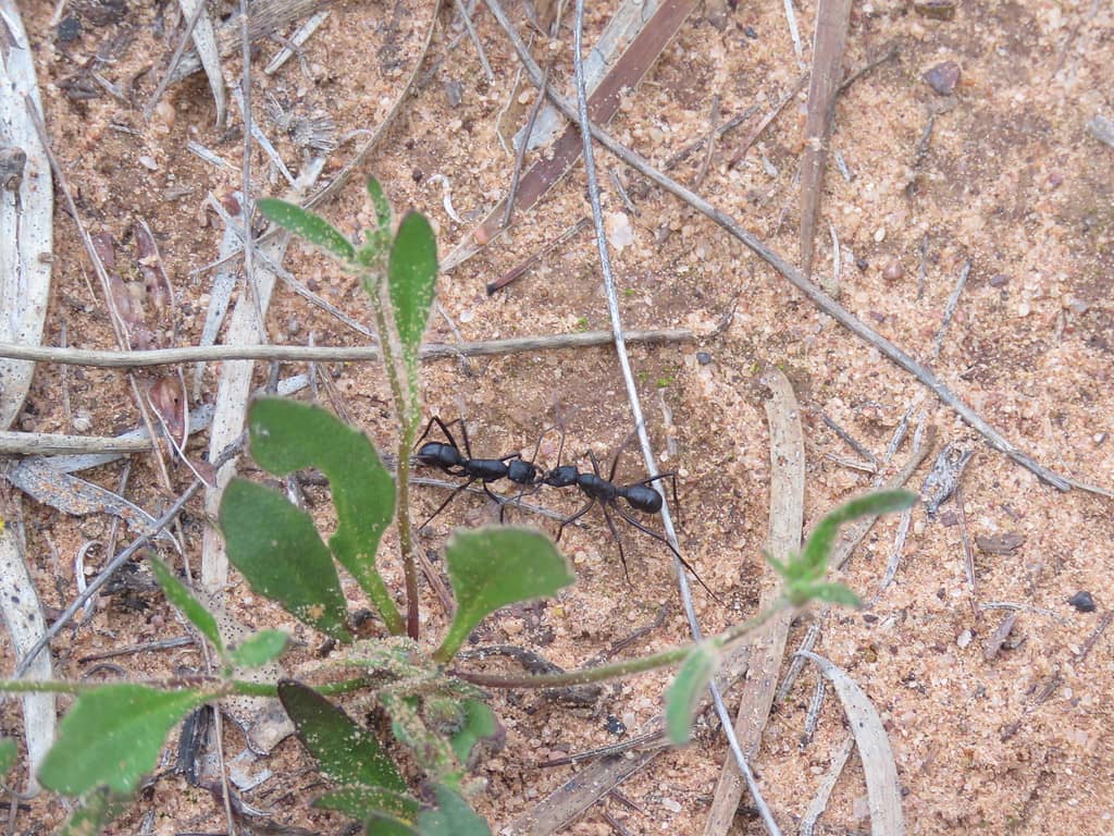 Australian ants fighting