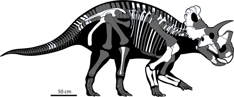 Wendiceratops skeletal reconstruction