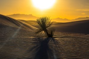 10 Amazing Facts About the Otherworldly Sand Dunes in New Mexico photo