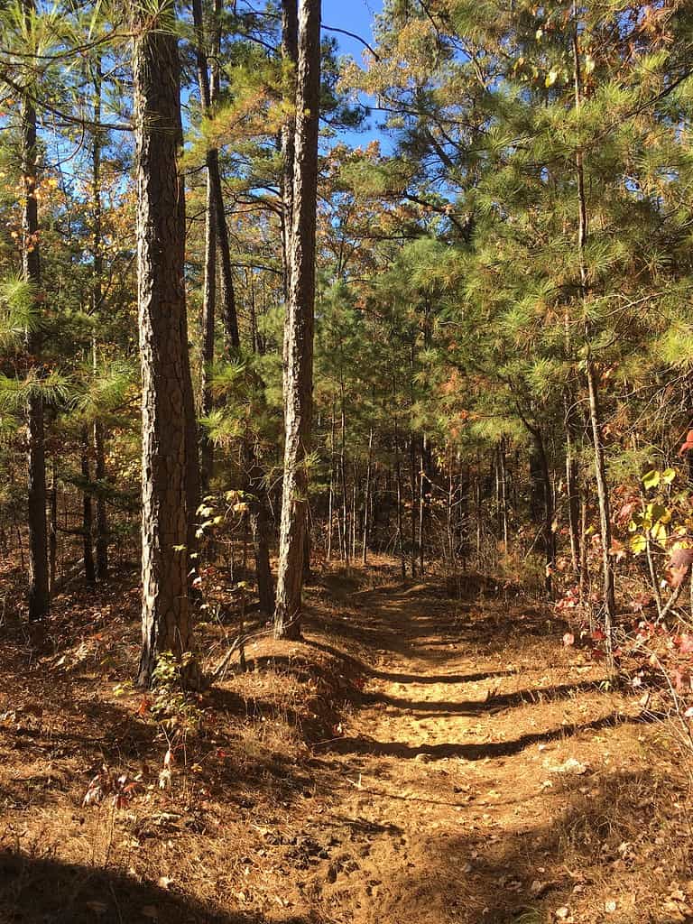 The Witch Dance Horse Trail in Tombigbee National Forest, Mississippi