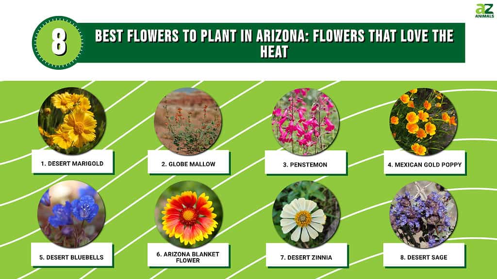 8 Best Flowers to Plant in Arizona Heat