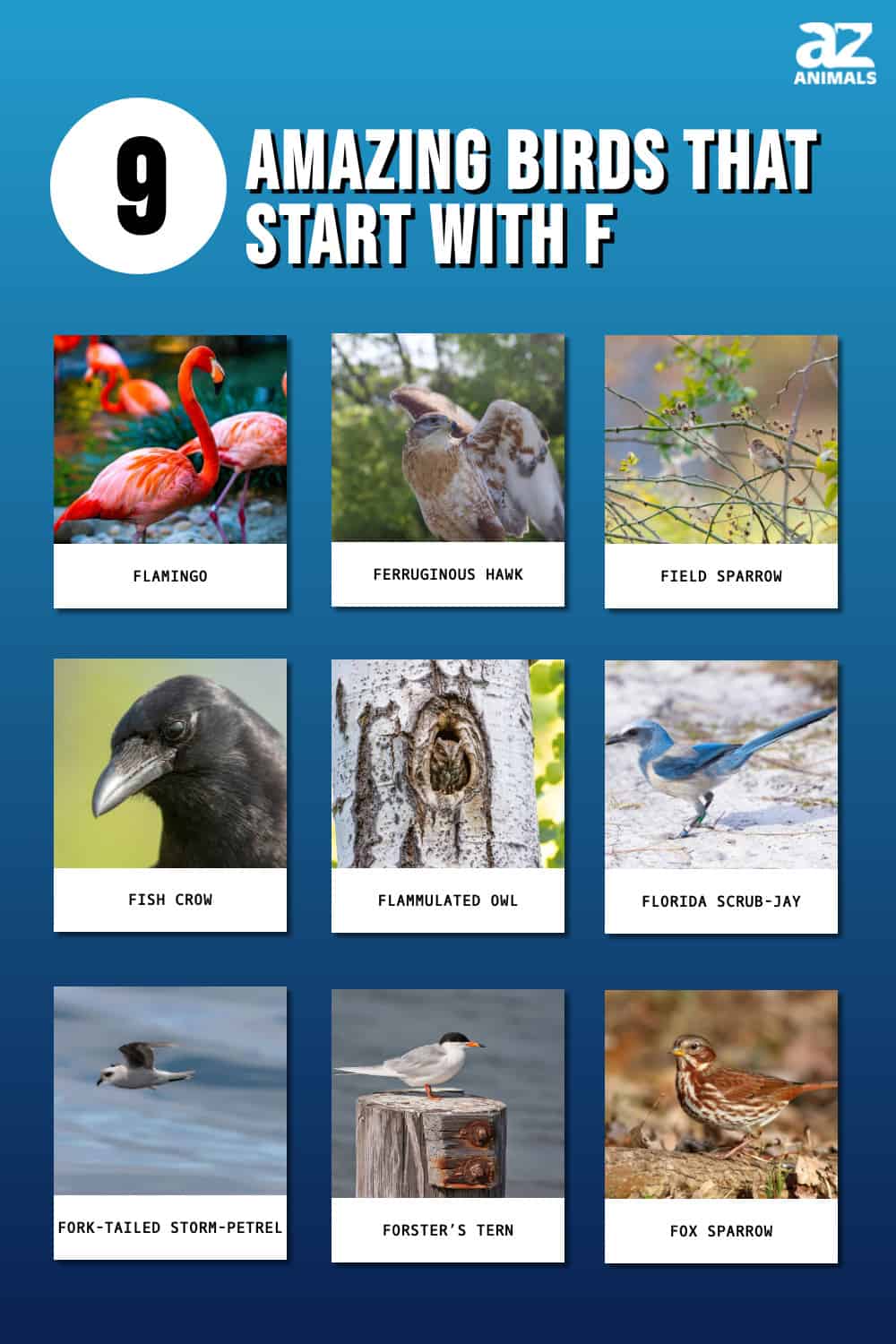 Discover 9 Amazing Birds That Start With F - A-Z Animals