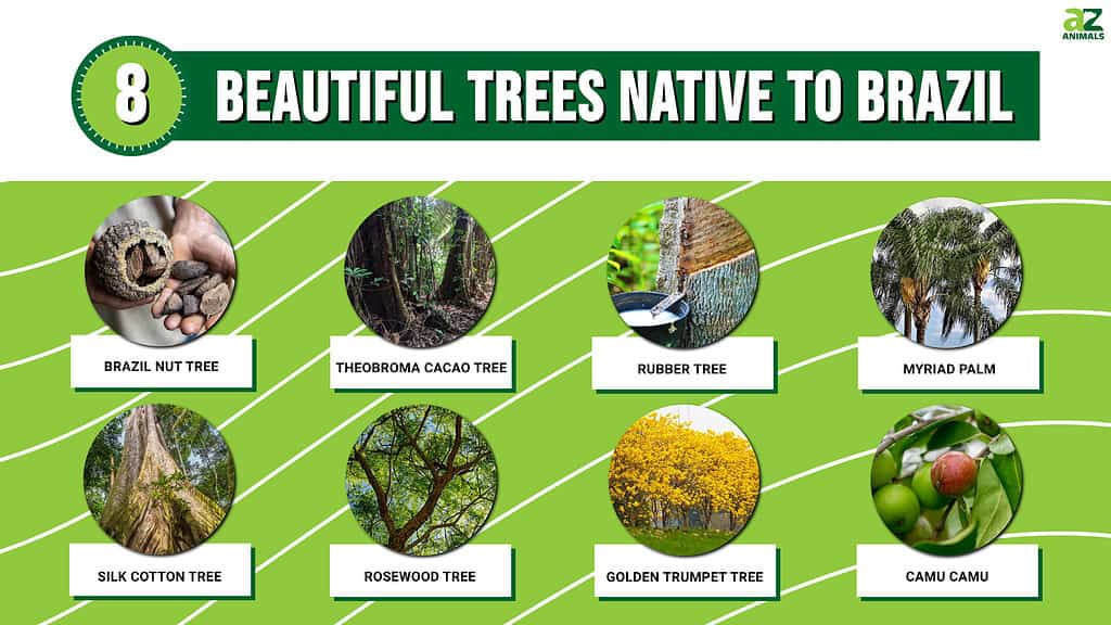 8 Beautiful Trees Native to Brazil