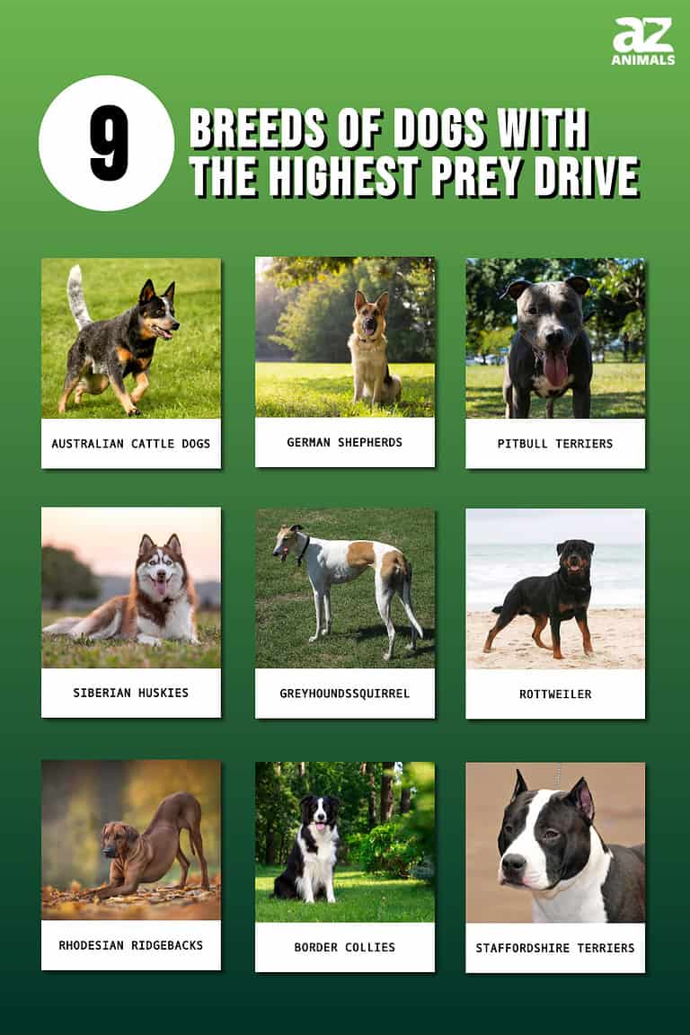 9 Breeds of Dogs With the Highest Prey Drive - A-Z Animals