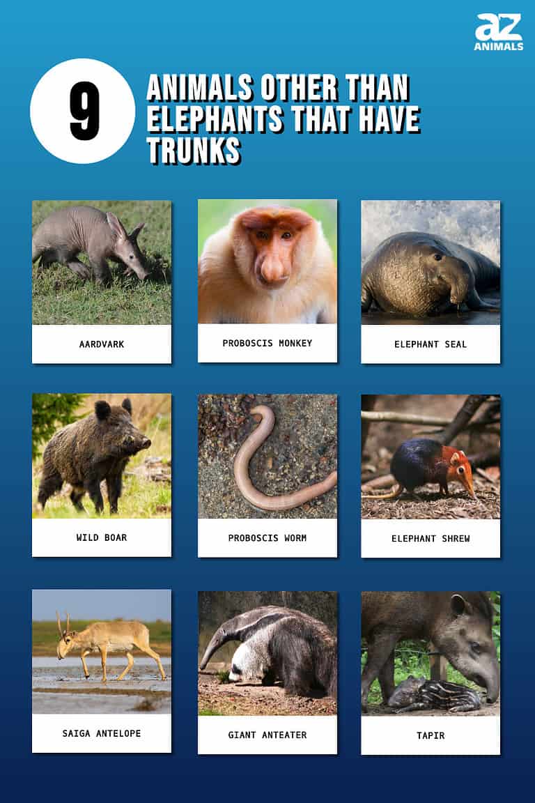 9 Animals Other Than Elephants That Have Trunks - A-Z Animals