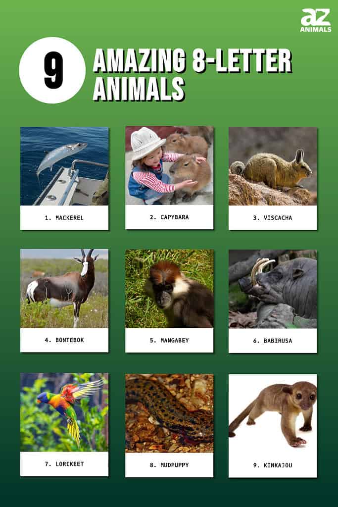 9 Amazing 8-Letter Animals