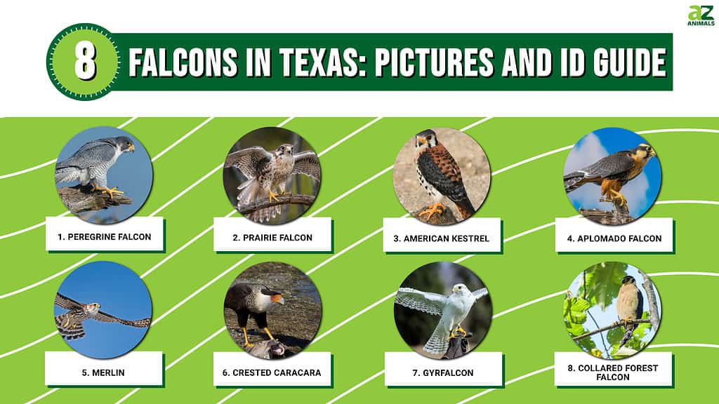 8 Falcons in Texas: Picture and ID Guide