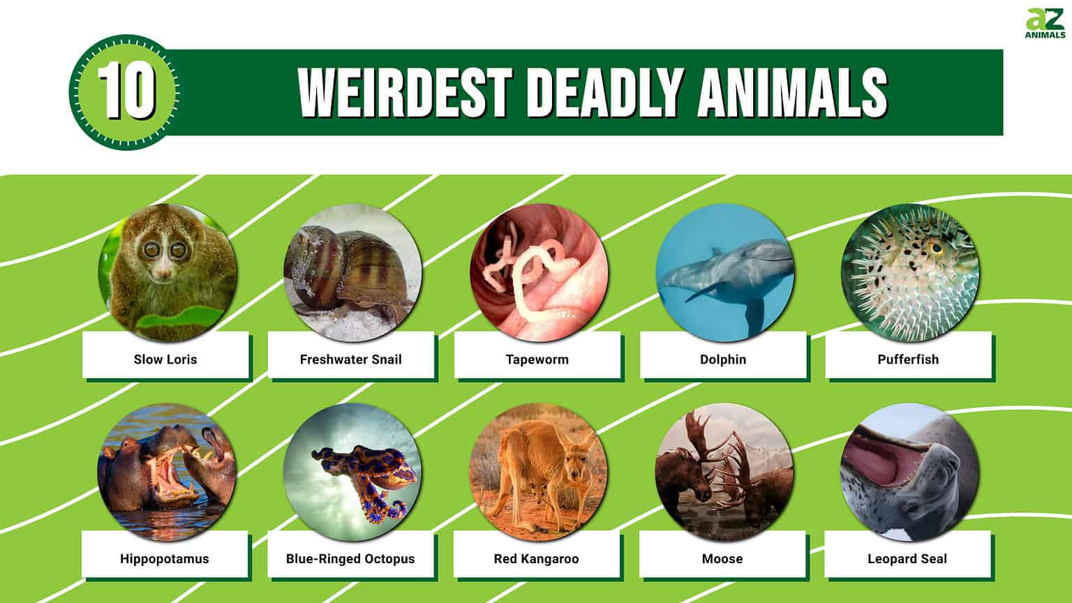 The 10 Weirdest Deadly Animals That You Would Never Think Of - A-Z Animals