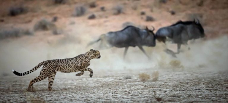 Cheetah hunting wildebeest in the Kgalagadi