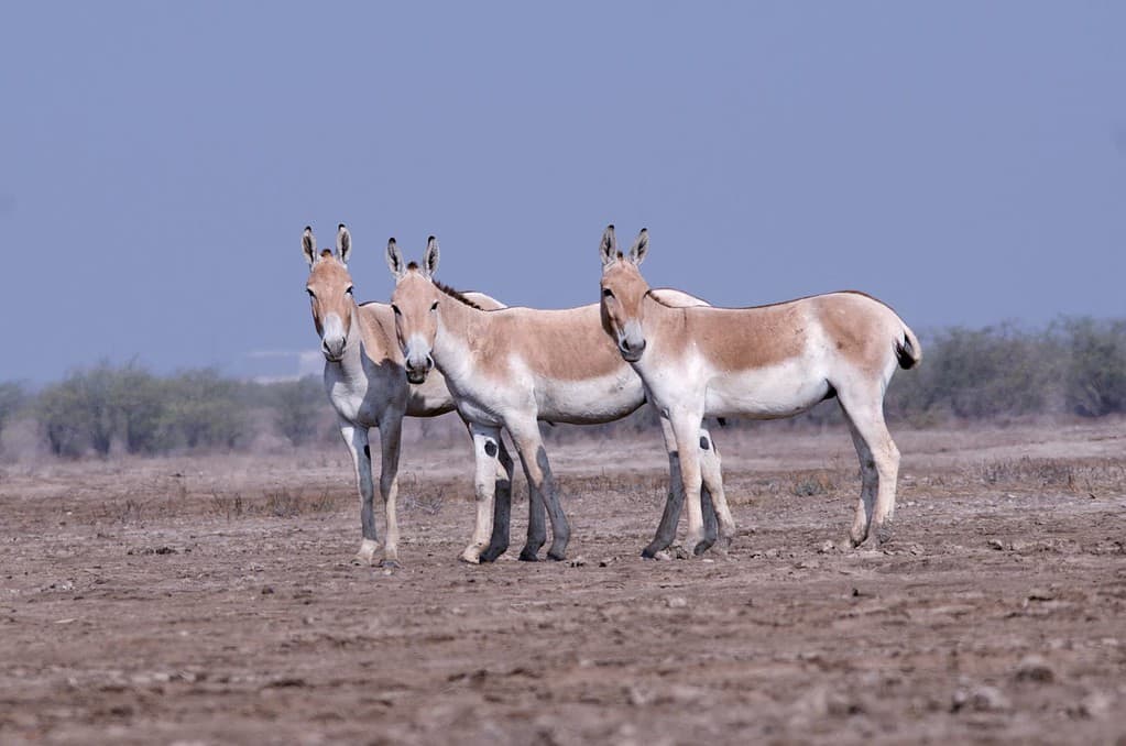 The Wild Ass Sanctuary of the Little Rann of Kutch, spreading across nearly 5000 square kilometers of the Little Rann, is the only place on earth where the endangered Indian Wild ass