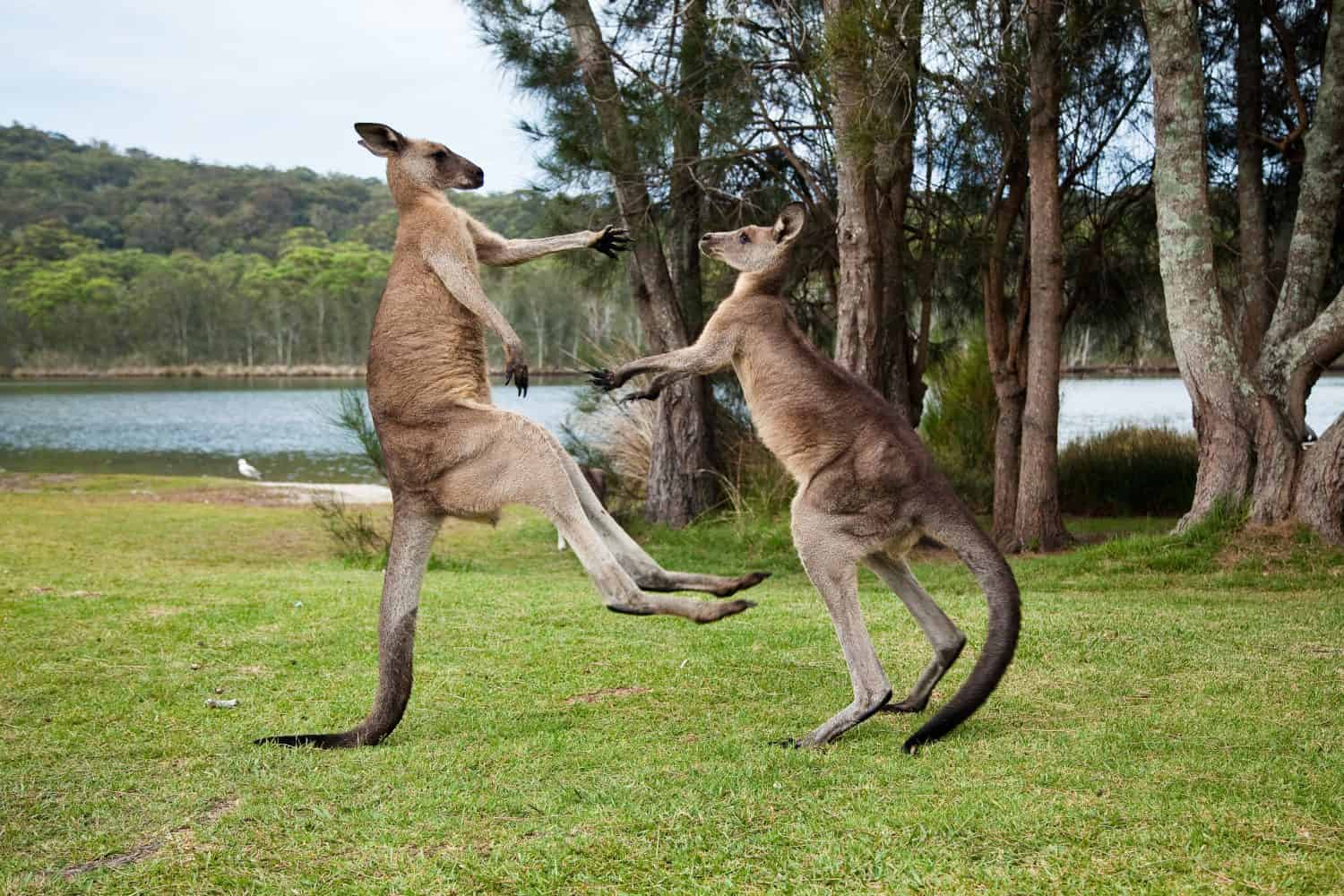 Kangaroo males boxing on the shore of a lake, Kangaroos fighting, kicking each other on green grass with scenic trees and lake view