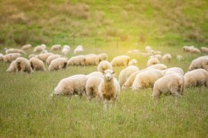 Sheep Prices in 2024: Purchase Price, Food Costs, and More! Picture