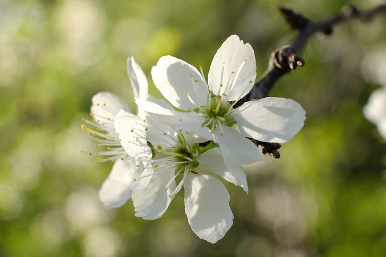 Oregon crabapple outdoors