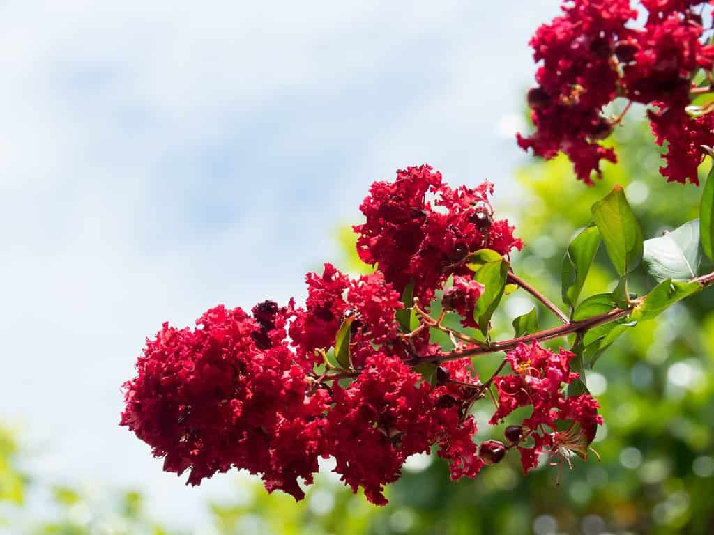 Dynamite Red Crape Myrtle flowers on nature background.