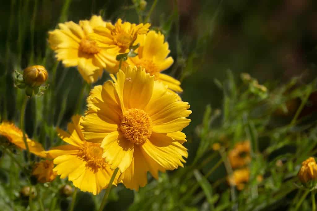 Yellow flowers, Desert Marigold, Baileya Multiradiata