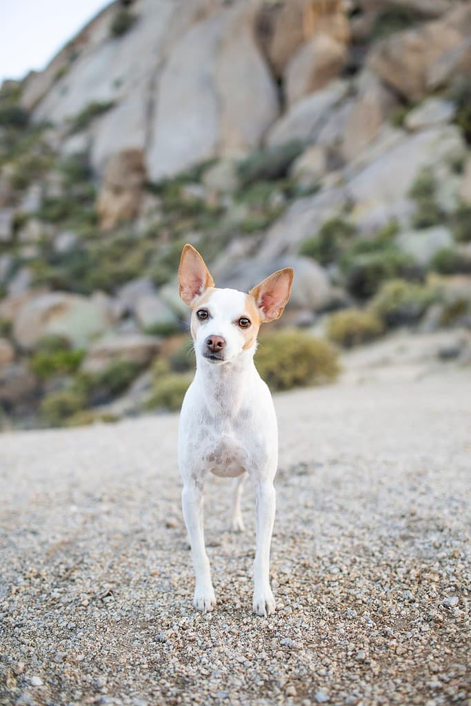 White and tan Rat Terrier dog standing on gravel path in front of gray boulders looking at camera