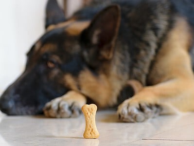 A Is Your Dog Eating Things They Shouldn’t? Here’s How to Teach Them to “Leave It!”