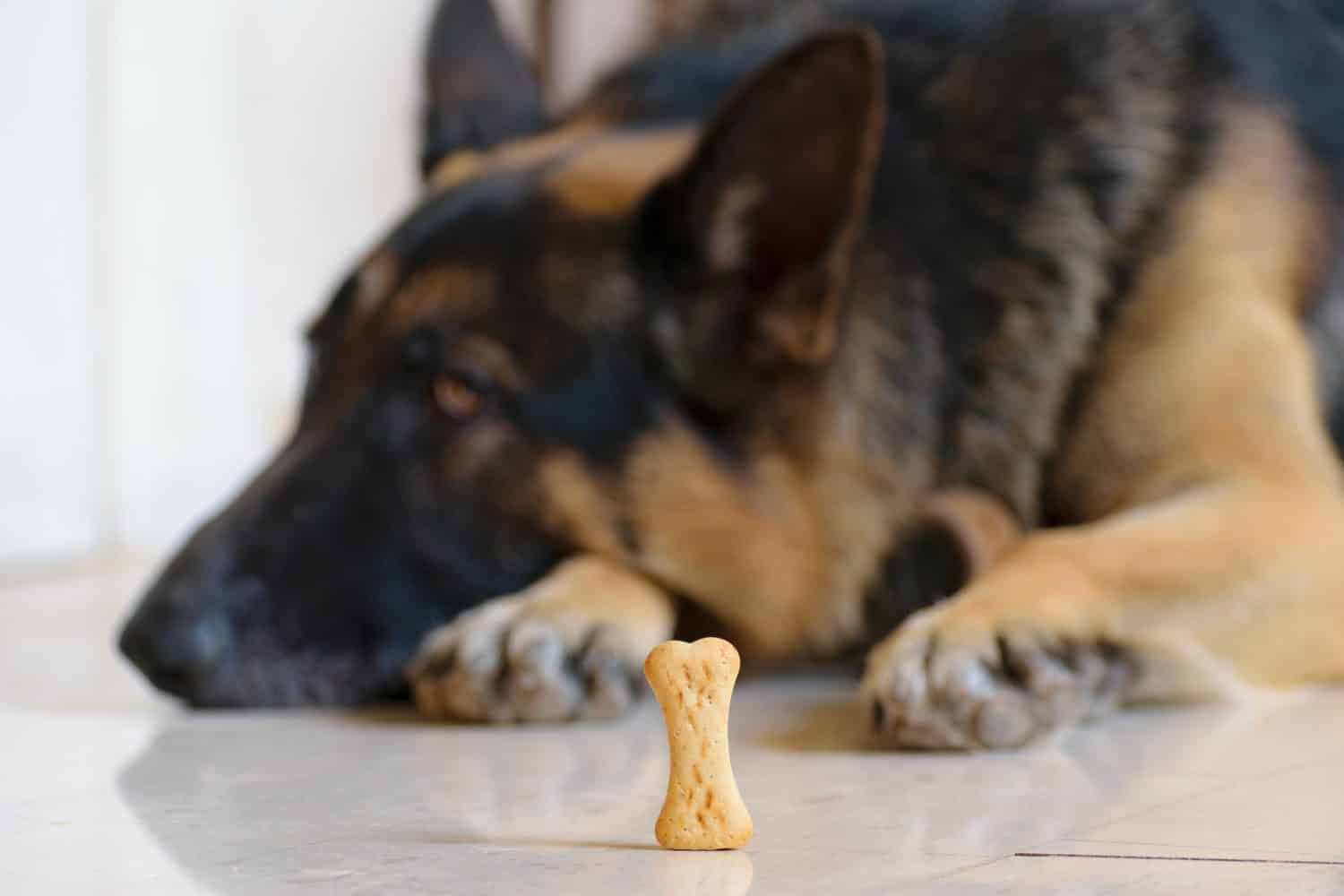 Dog biscuit treat in front of trained German Shepherd dog, training sit patience and gluttony concept