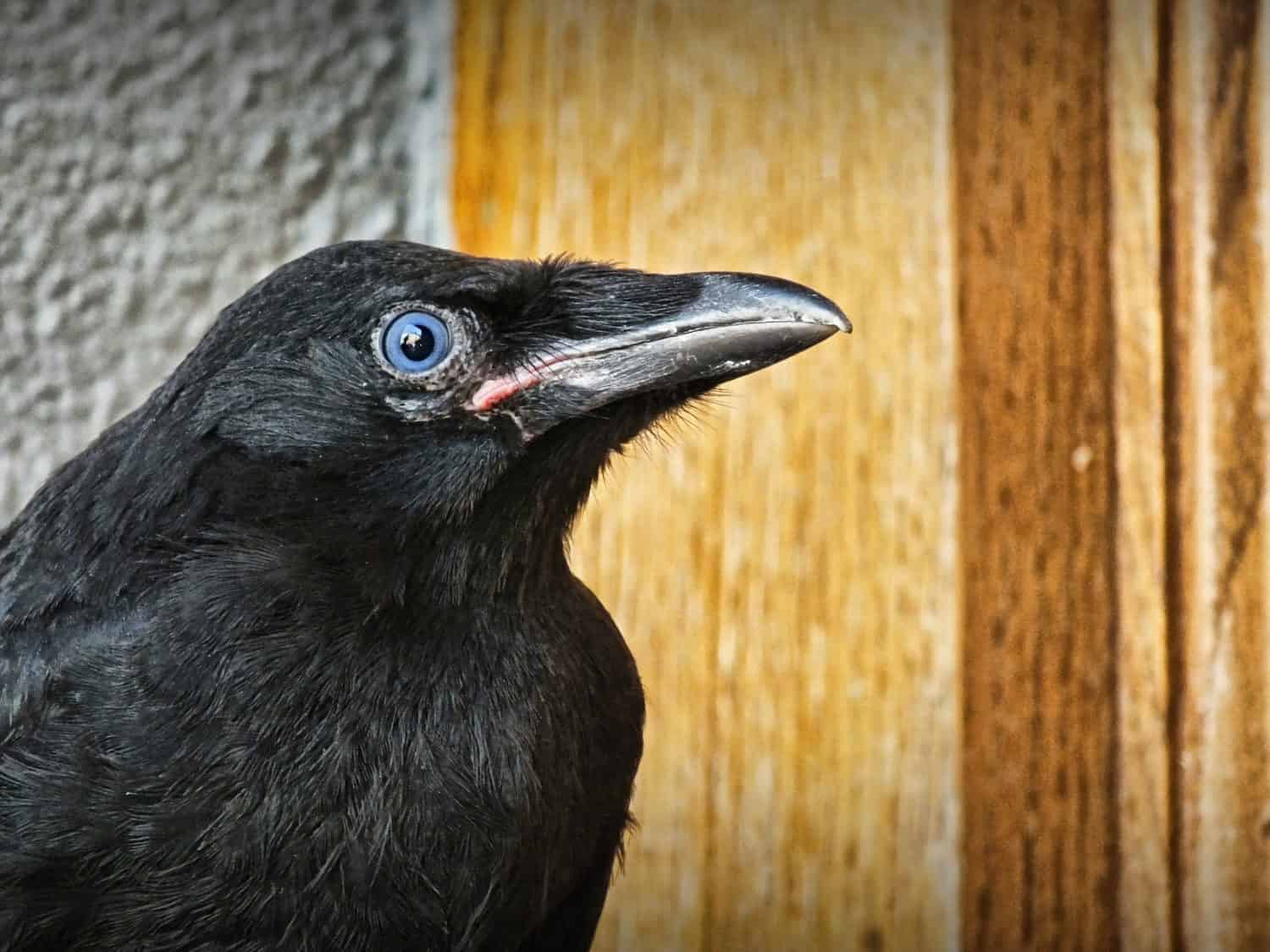 Baby crow lands in the streets of Victoria, BC, Canada