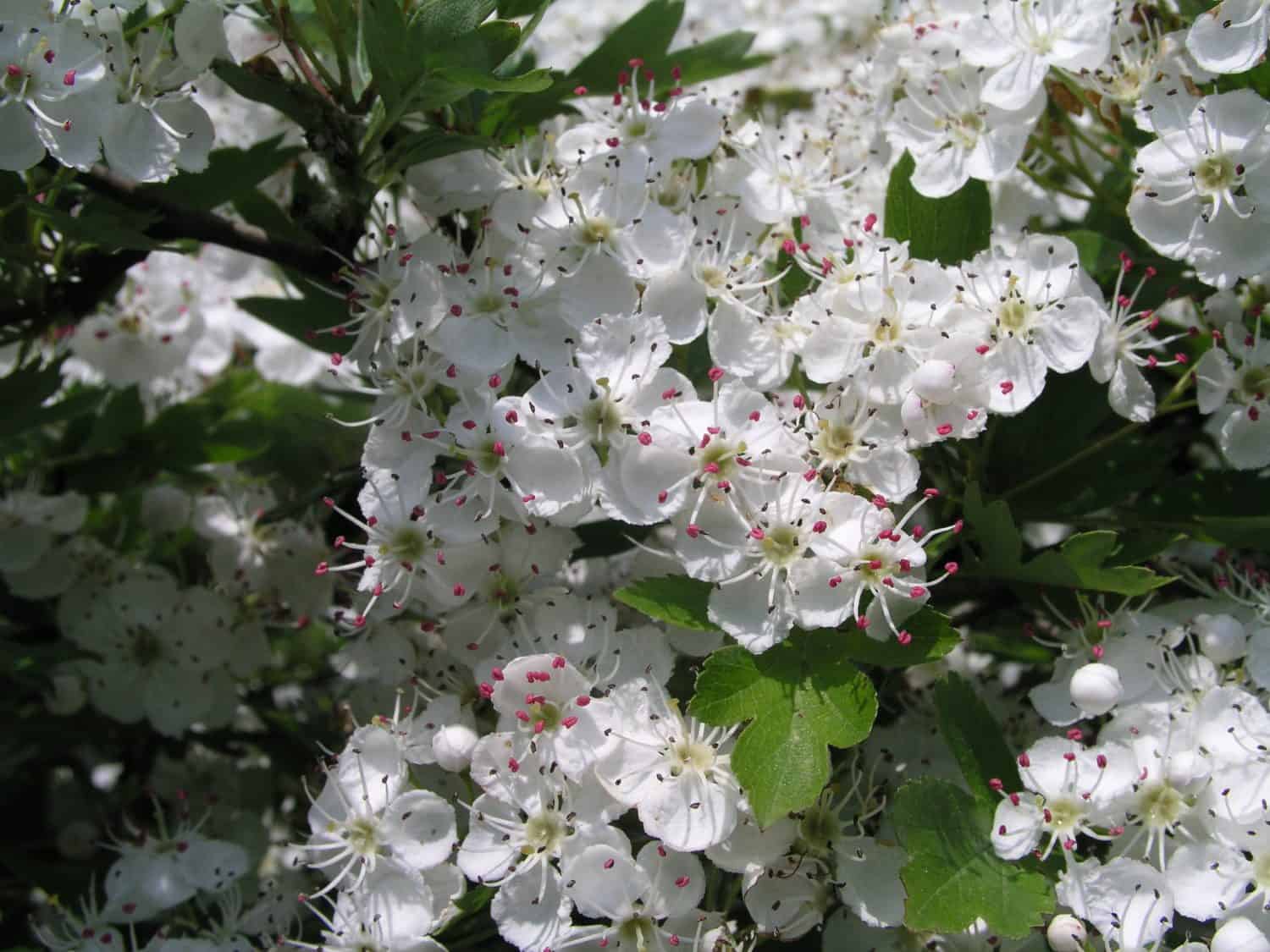 Blooming Crataegus, hawthorn, thornapple, May-tree, whitethorn, or hawberry beautiful white blossoms. C. coccinea, C. punctata, C. ambigua and C. douglasii