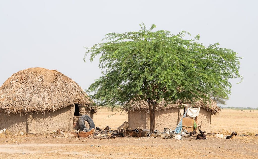 Village in desert and farming villagers people with traditional self-built house. Chad N'Djamena travel, located in Sahel desert and Sahara. Hot weather in desert climate on the Chari river.
