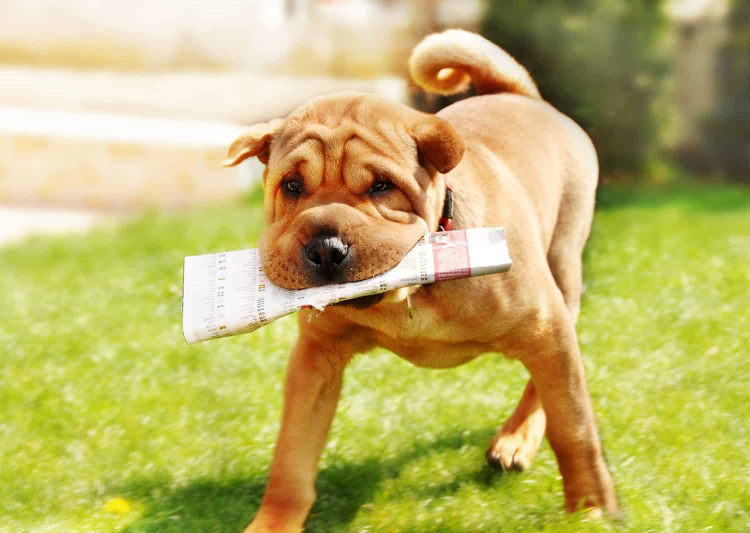 adorable shar pei dog carrying newspaper over green natural background outdoor