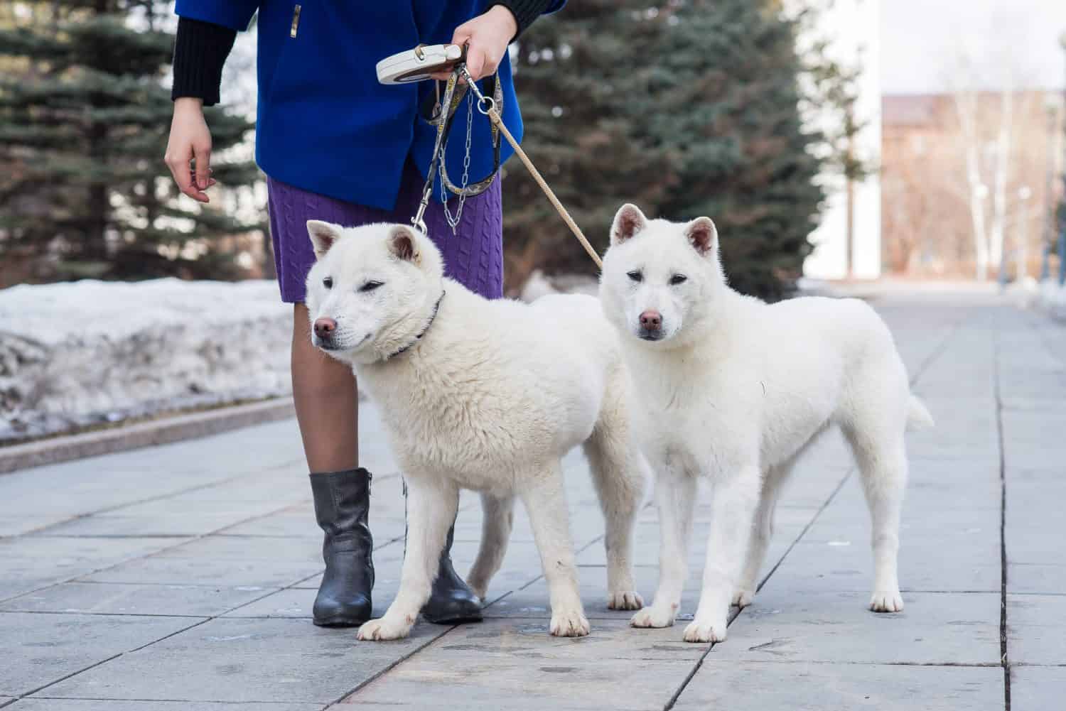 14 Dog Breeds Most Similar to Akitas - A-Z Animals