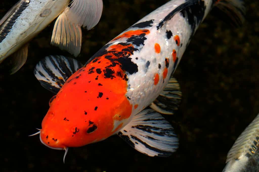 Red white and black Gin Rin Menkaburi Taisho Sanke Butterfly Koi fish at night with blue Shushui Doitsu